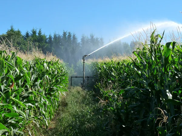 A sprayer spraying water in a cornfield
