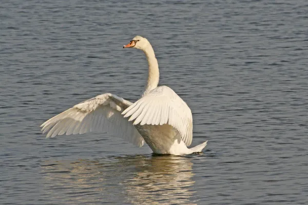 Swan on the water, spreading it\'s wings to dry