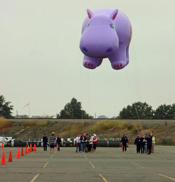 EAST RUTHERFORD, NJ, USA-OCT 5: The 2013 Macy\'s Thanksgiving Day Parade balloon handlers training session took place this year at MetLife Stadium. Pictured is the Happy Holiday Hippo balloon.