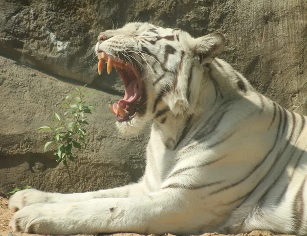 White tiger