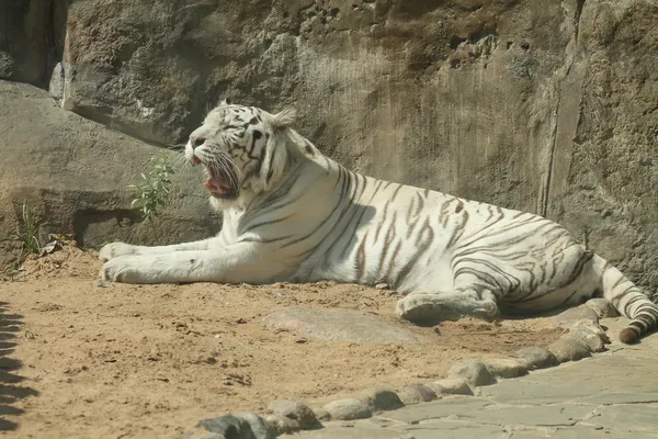 White tiger