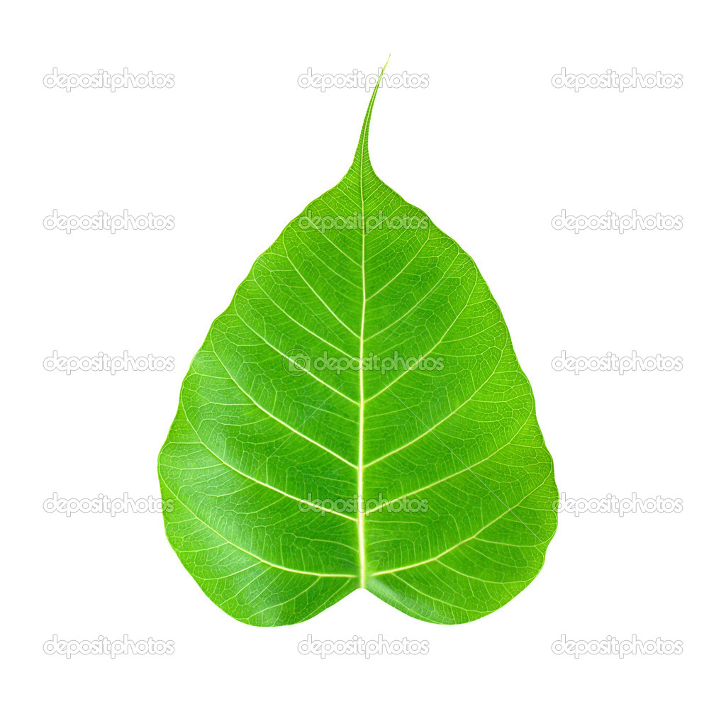 View Pipal Tree Leaves Images