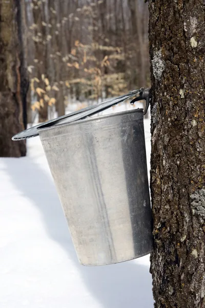 Droplet of maple sap ready to fall into a pail