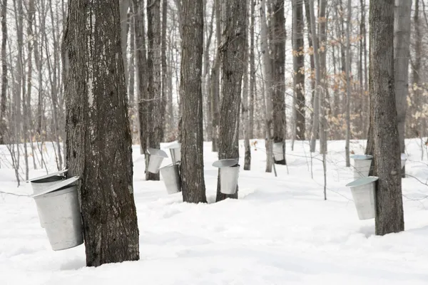 Maple syrup production