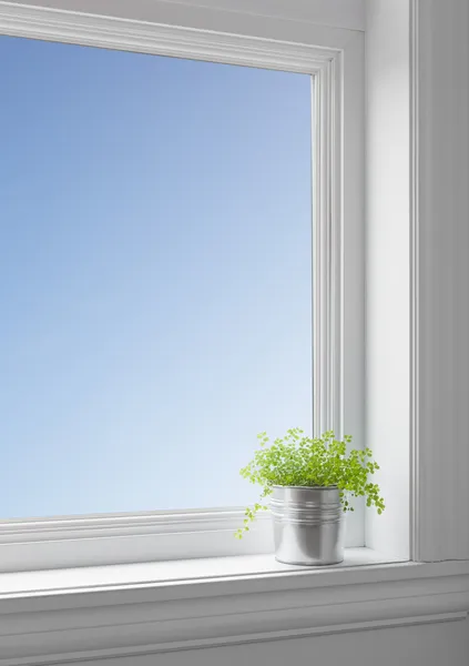 Blue sky and green plant on a windowsill