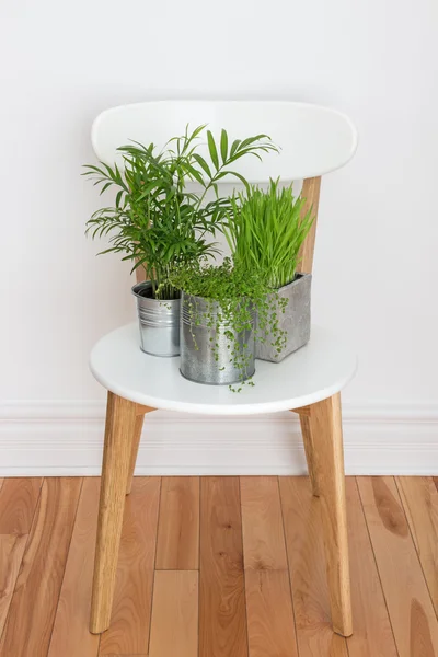 Green plants on white chair