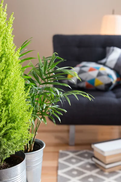 Green plants in the living room