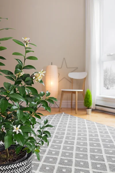 Blooming lemon tree in a room with modern decor