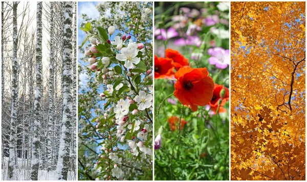 Winter, spring, summer, autumn. Four seasons.