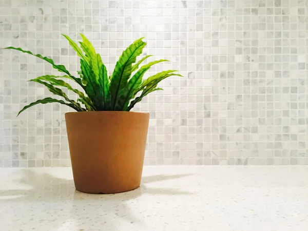 Green plant in the bright kitchen