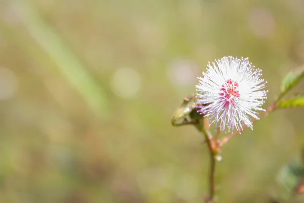 Pink wild flowers