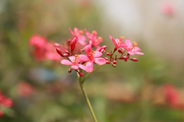 Pink flowers