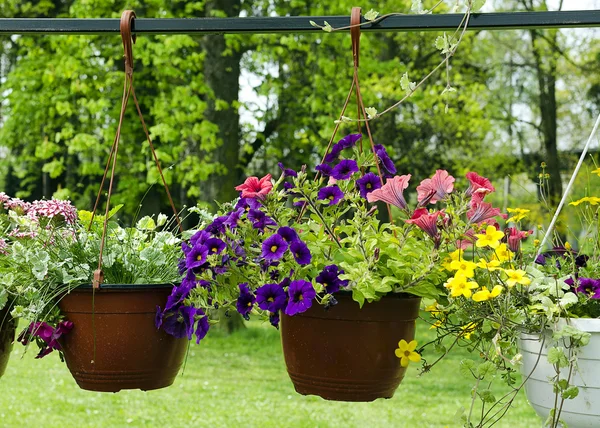 Hanging baskets with flowers