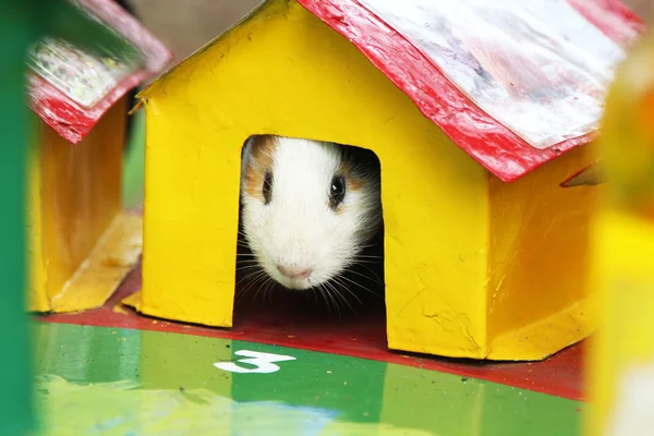 Guinea pig looking out of a yellow house