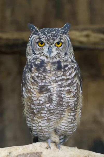 Spotted Eagle Owl Portrait