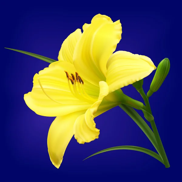 Vector yellow lily flower