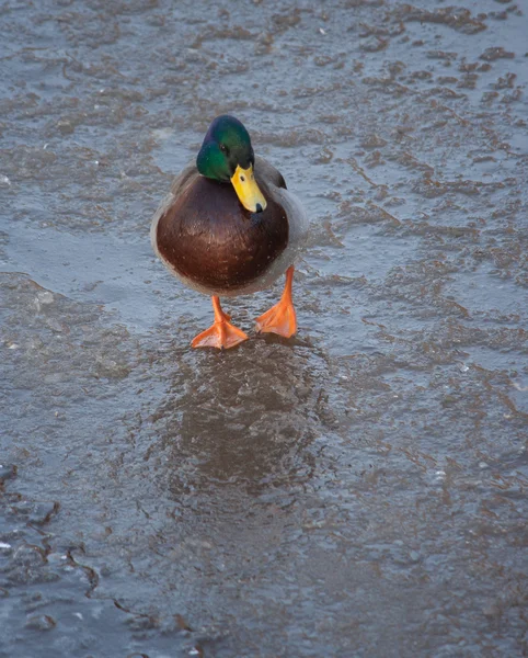 Duck on ice in winter