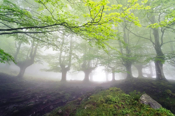 Forest with fog and beautiful light