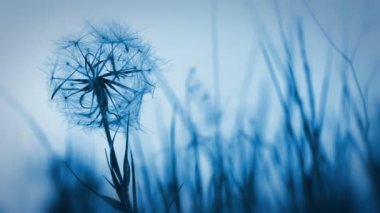 毛茸茸图库视频影像、免版税毛茸茸视频片段-