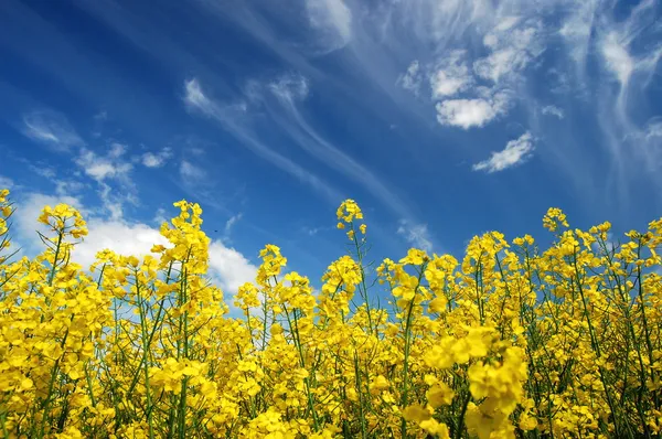 Plenty of yellow rapeseed flowers against the sky in the springtime