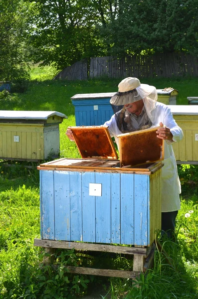 Experienced senior beekeeper making inspection in apiary