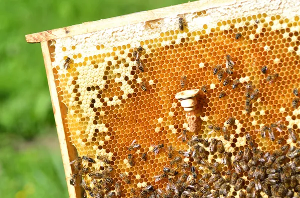 Queen bees cell and plenty of bees on honeycomb