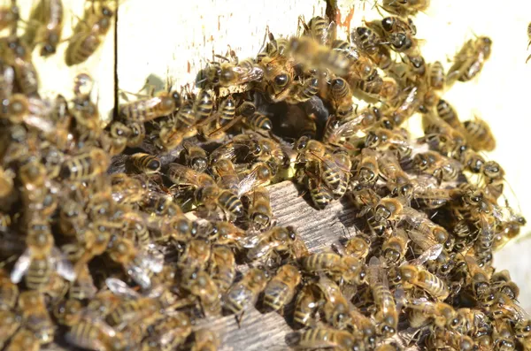 A swarm  of bees at the entrance of beehive in apiary in the summertime