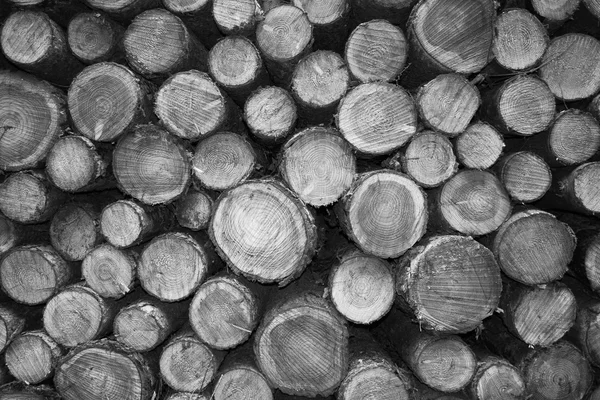 Cutted wood in monochrome