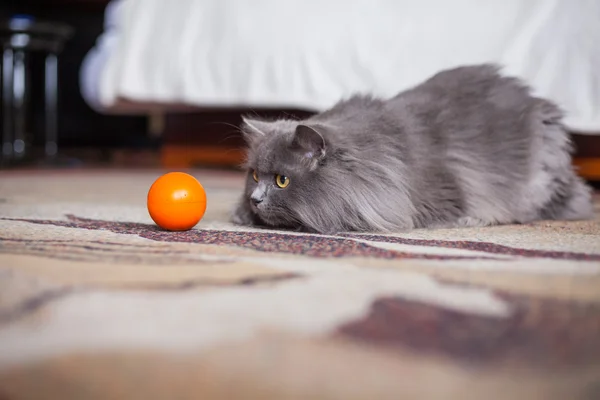 Siberian cat with ball