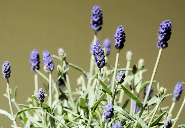 Blooming lavender