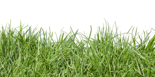 Grass on white background