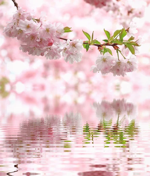 Pastel colored light pink cherry blooms, reflecting in water