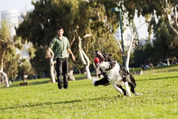 Border Collie Catching Dog Ball Toy at Park