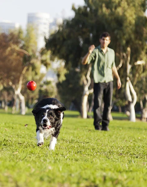 Border Collie Catching Dog Ball Toy at Park
