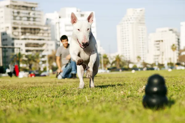 Bull Terrier Running for Chew Toy in Park