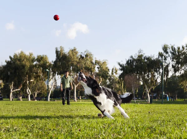 Border Collie Fetching Dog Ball Toy at Park