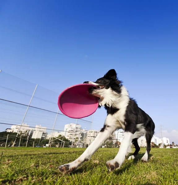 Border Collie Catching Dog Frisby Toy at Park