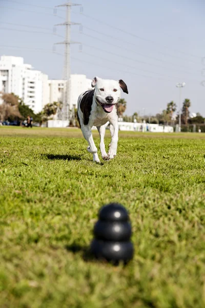 Pitbull Running Towards Dog Chew Toy at the Park