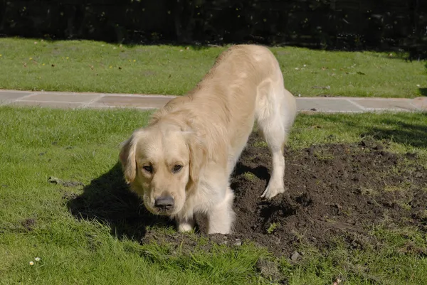 Golden Retriever dog digging hole