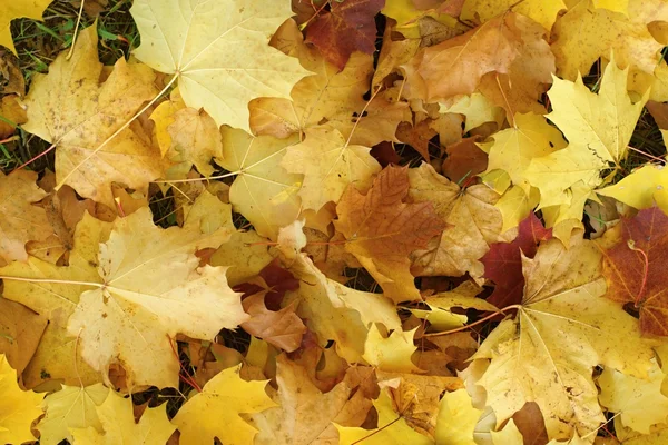Autumn background from maple fallen leaves