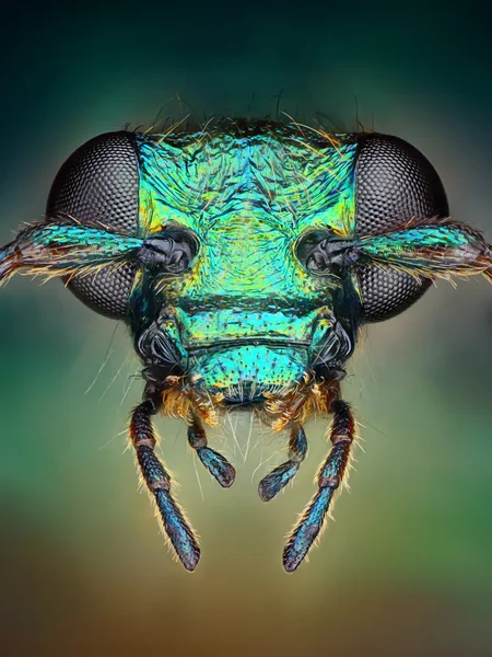 Extreme sharp and detailed view of green metallic bug head taken with microscope objective stacked from many shots into one very sharp photo — Stock Photo #27390331