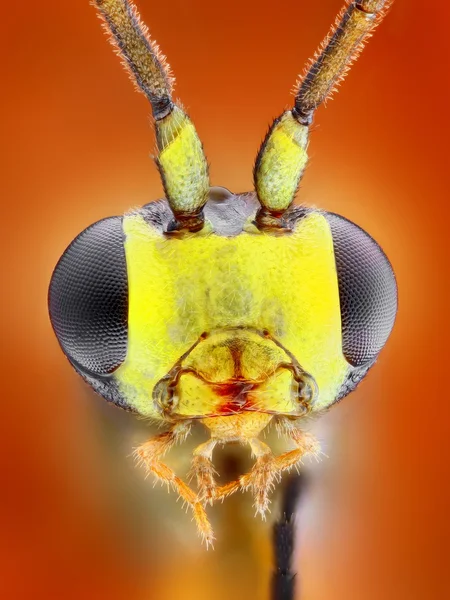 Extreme sharp and detailed macro portrait of small wasp head taken with microscope objective stacked from many shots into one very sharp photo