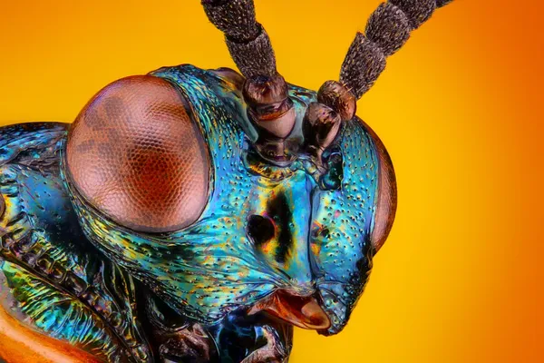 Extreme sharp and detailed view of unknown small metallic wasp head taken with microscope objective stacked from many shots into one very sharp photo (The wasp has 4mm body-size)