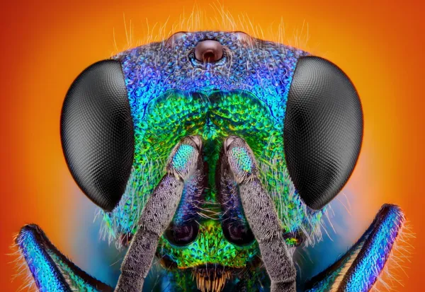 Detailed study of 6 mm Cuckoo wasp