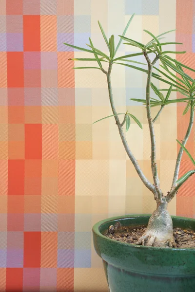 Small tree against an orange block pattern in an office