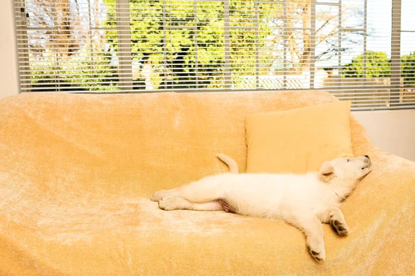 Small puppy lying on a beige couch in front of a window