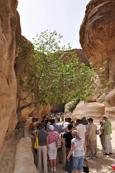 Picturesque valley in the mountains of Jordan, on the way to the ancient city of Petra, carved into the rocks.