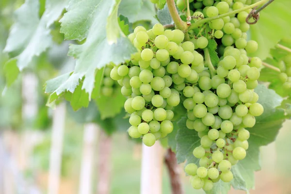 Green grapes in a vineyard for wine industry.