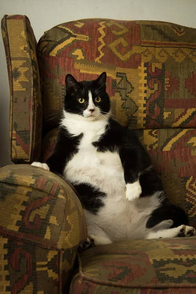 Fat Cat on Recliner