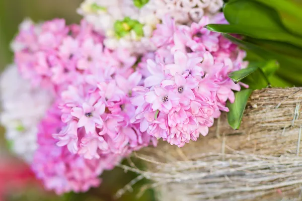 Close up flowering pink hyacinth on a soft background
